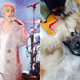 Illustration for article titled Miley Cyrus Mom Bought Her A New Dog Already